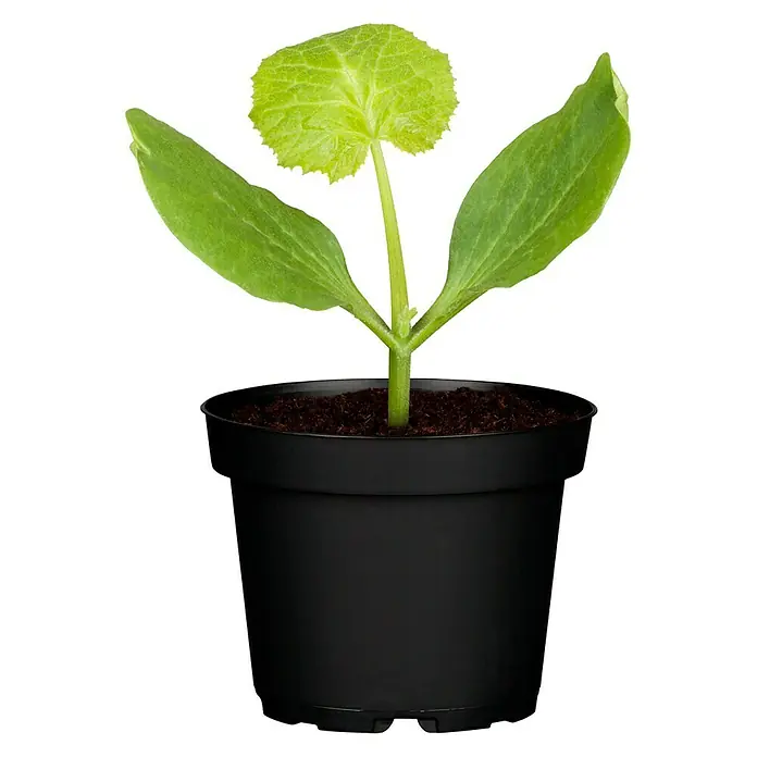 Piardino Zucchini Bio - 11 cm, Erntezeit: August - Jungpflanze in schwarzem Topf mit Erde. Die Pflanze hat grüne Blätter und einen hellgrünen Trieb in der Mitte.