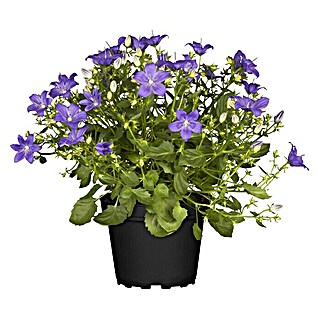 Piardino Glockenblume Ambella Purple (Campanula portenschlagiana)