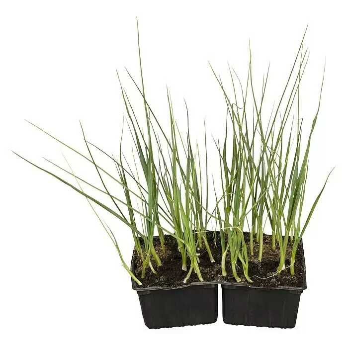 Piardino Lauch - Allium porrum, Erntezeit: Juli - Vorderansicht