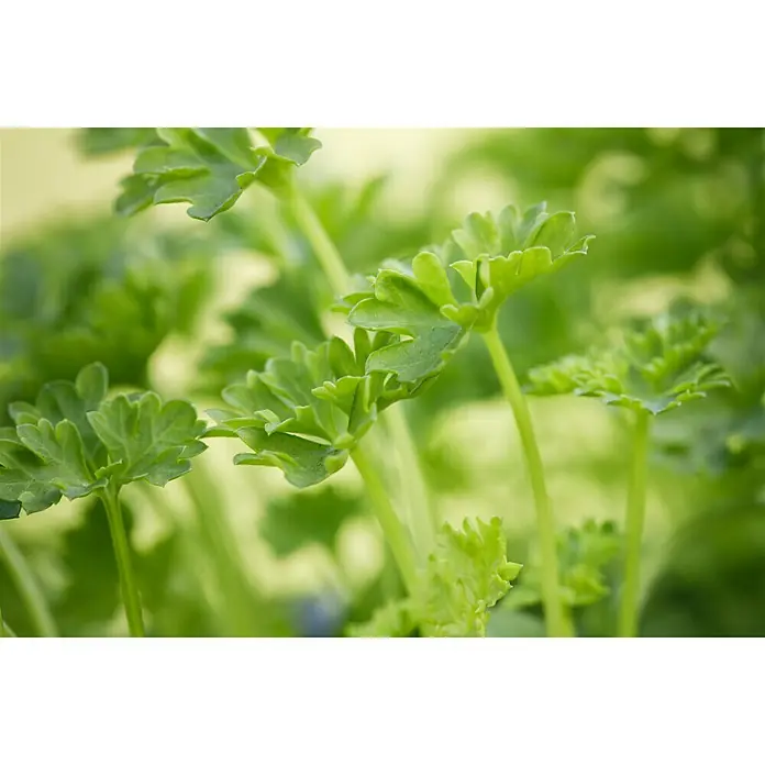 Piardino Petersilie - Petroselinum crispum, 6 Stk. - Nahaufnahme von Petersilienpflanzen, die ihre frischen, grünen Blätter zeigen und die natürliche Schönheit von Küchenkräutern hervorheben.