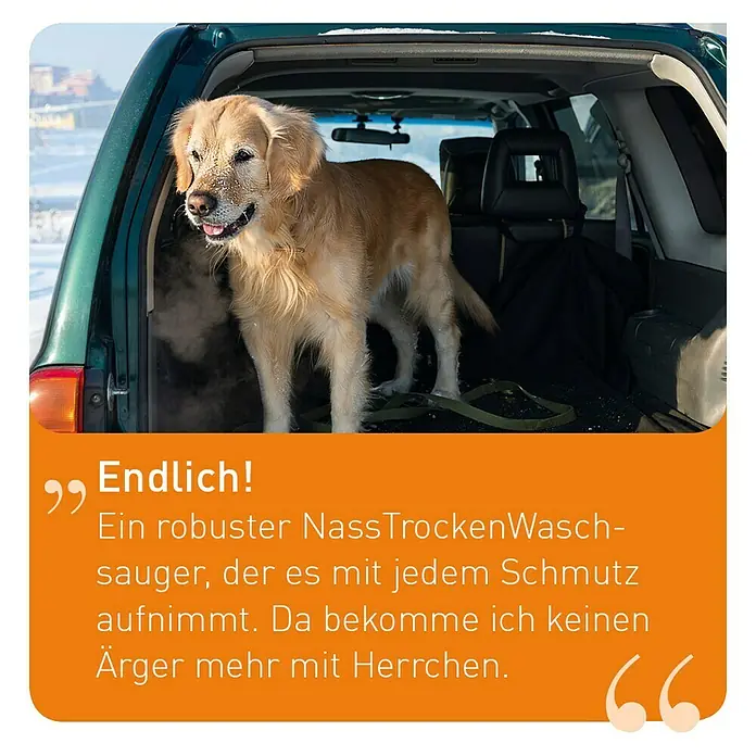 Thomas Waschsauger Boxer - 1.400 W, Behältervolumen: 6 l - Ein schmutziger Golden Retriever steht im Kofferraum eines Autos. Der Text preist einen Nass- und Trockensauger an.