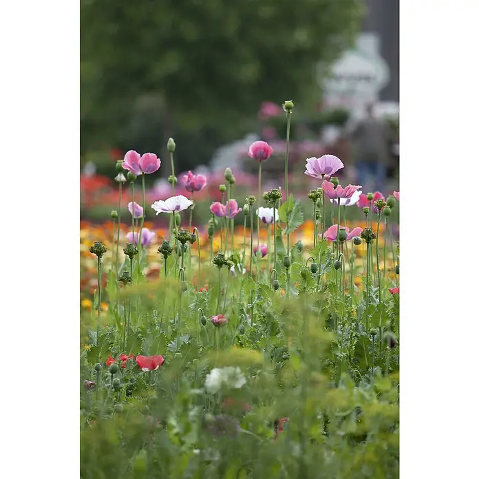 Piardino Orientalischer Mohn - Papaver orientale, Topfgröße: 13 cm - Nahaufnahme eines Feldes mit rosa und weißen Mohnblumen, die im sanften Licht einer Frühlingsszene blühen.