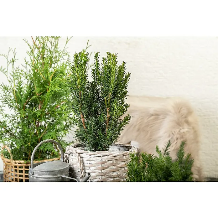 Piardino Heimische Eibe - Taxus media 'Hillii', Topfgröße: 19 cm - Zwei charmante, grüne Zimmerpflanzen in dekorativen Körben mit einer Zinkgießkanne, die eine frische und natürliche Note in jeden Raum bringen.