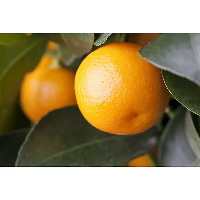Piardino Calamondin-Orange - Citrus mitis, Topfgröße: 18 cm - Nahaufnahme von Kumquats, die an einem Baum hängen, mit glatter, orangefarbener Schale und grünen Blättern, die die Frische der Zitrusfrüchte betonen.