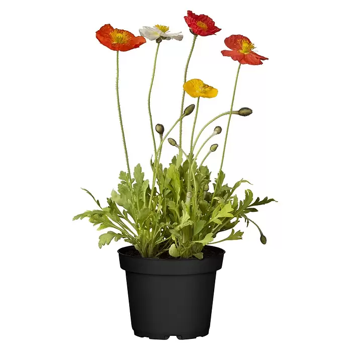 Piardino Orientalischer Mohn - Papaver orientale, Topfgröße: 13 cm - Schwarze Topfpflanze mit bunten Mohnblumen in Rot, Weiß und Gelb, plus Knospen.