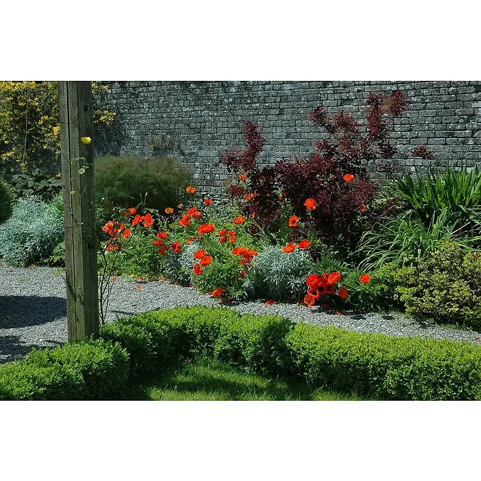 Piardino Orientalischer Mohn - Papaver orientale, Topfgröße: 13 cm - Ein wunderschöner Garten mit üppigem Grün und leuchtend roten Mohnblumen vor einer steinernen Mauer.