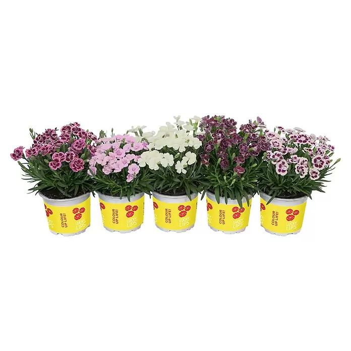 Piardino Gartennelke - Dianthus caryophyllus 'Lucky Lips', Topfgröße: 10,5 cm, Lila/Weiß/Pink - Fünf getopfte Dianthus-Pflanzen in Lila, Rosa, Weiß, bicoloren Blüten. Gelbe Töpfe mit 'Colour Up Life!', 'Lucky Lips' Schriftzug und roten Lippen.
