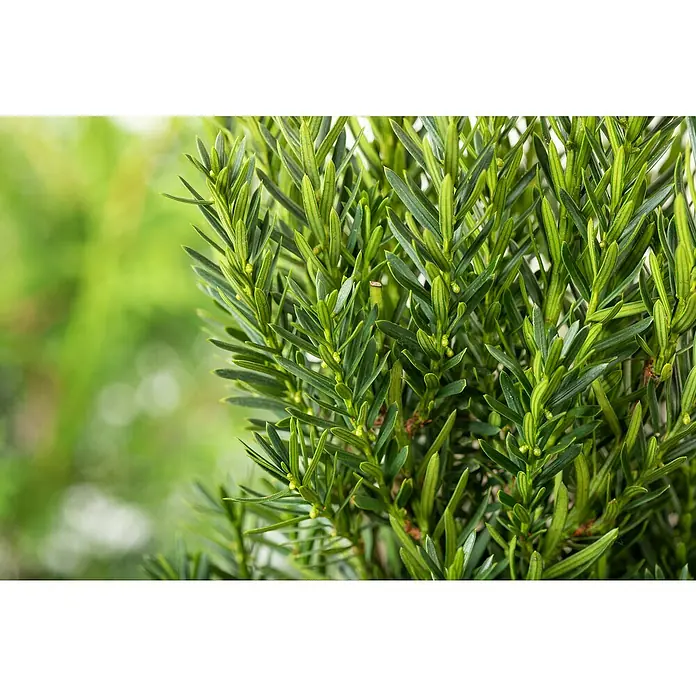 Piardino Heimische Eibe - Taxus media 'Hillii', Topfgröße: 19 cm - Nahaufnahme einer grünen Eibe mit ihren feinen, nadelartigen Blättern und zarten, gelben Blütenständen.