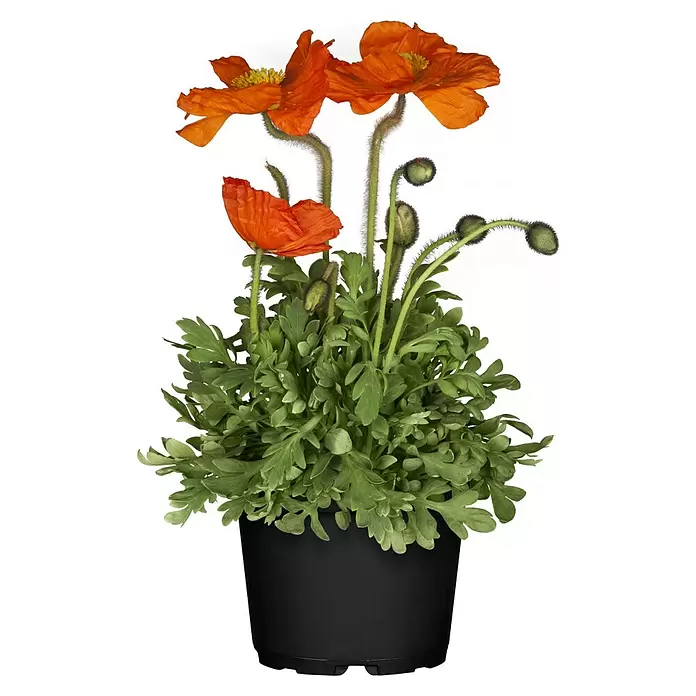 Piardino Orientalischer Mohn - Papaver orientale, Topfgröße: 13 cm - Orange Mohnblumen mit grünem Laub und Knospen in einem schwarzen Topf.
