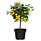 Calamondin-Orange (Citrus mitis, Topfvolumen: 35 l, Aktuelle Wuchshöhe: 140 cm - 160 cm) | BAUHAUS
