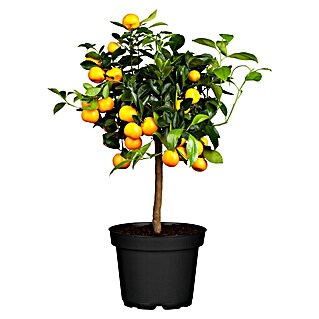 Calamondin-Orange (Citrofortunella microcarpa, Topfgröße: 20 cm)