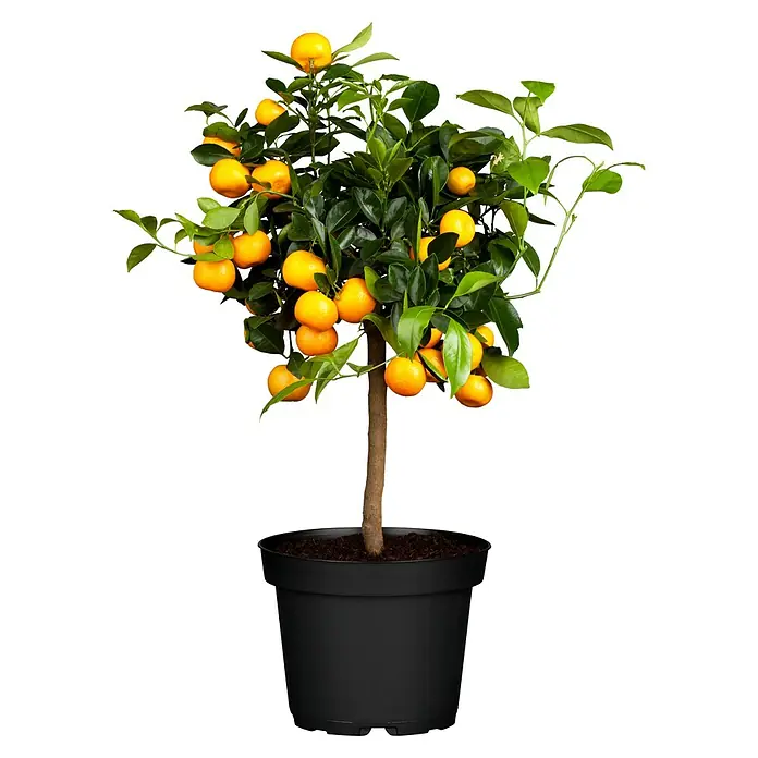 Calamondin-Orange - Citrofortunella microcarpa, Topfgröße: 20 cm - Attraktiver Mandarinenbaum im Topf. Die Pflanze ist üppig mit leuchtend orangefarbenen Früchten und grünen Blättern besetzt.