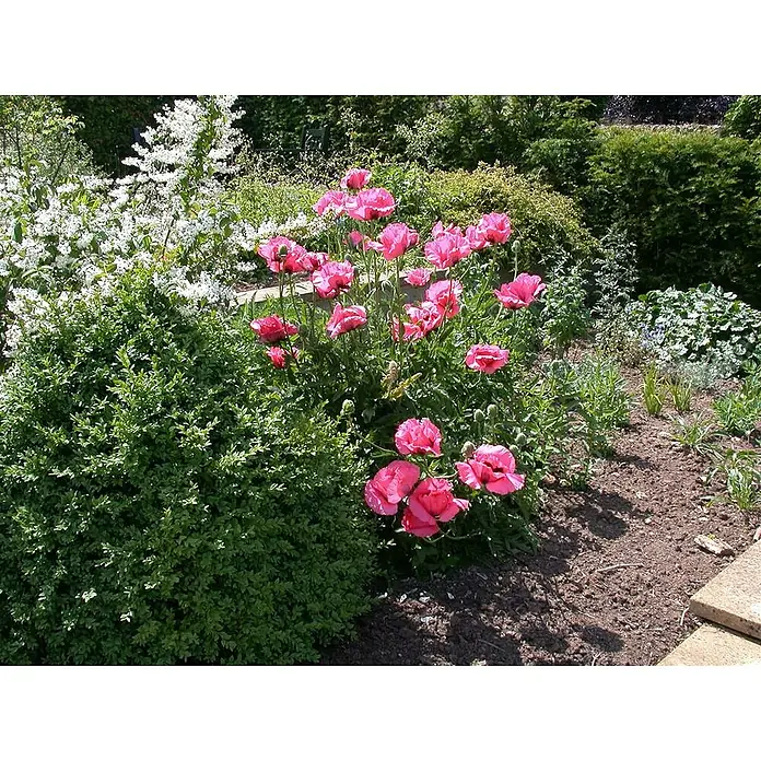 Piardino Orientalischer Mohn - Papaver orientale, Topfgröße: 13 cm - Ein Garten mit einer üppigen Bepflanzung, einschließlich rosa Mohnblumen und grünen Büschen, die eine friedliche Gartenszene schaffen.