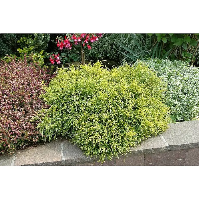 Zwerg-Lebensbaum - Thuja plicata 'Whipcord', Topfgröße: 17 cm - Ein üppiger, goldgelber Zwergstrauch ziert einen erhöhten Gartenbereich, umgeben von Heidekraut und anderen grünen Pflanzen.