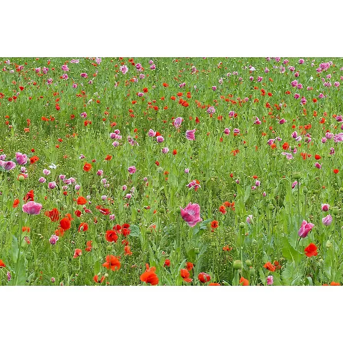 Piardino Orientalischer Mohn - Papaver orientale, Topfgröße: 13 cm - Das Foto zeigt eine üppige Blumenwiese mit roten und rosa Mohnblumen, die sich sanft im Wind wiegen und eine friedliche Szene erzeugen.