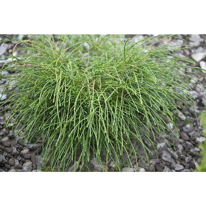 Zwerg-Lebensbaum - Thuja plicata 'Whipcord', Topfgröße: 17 cm - Detailansicht einer Zypressenpflanze mit langen, fadenartigen Blättern und grauer Rinde. Die Pflanze ist ein Blickfang im Garten.
