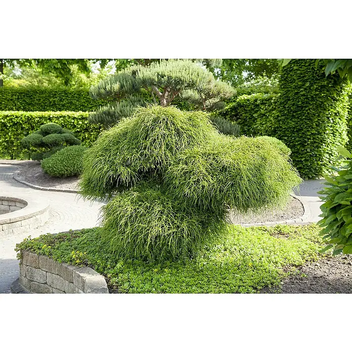 Zwerg-Lebensbaum - Thuja plicata 'Whipcord', Topfgröße: 17 cm - Nahaufnahme eines gepflegten Gartenbaums mit filigranen Ästen, umgeben von üppigem Grün und gepflasterten Wegen in einem formellen Garten.