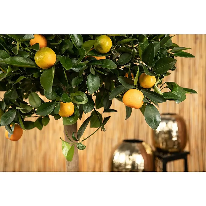 Calamondin-Orange - Citrus mitis, Topfgröße: 24 cm - Ein Zitrushausbaum mit leuchtend orangefarbenen Früchten und sattgrünem Laub vor einem dekorativen Hintergrund.