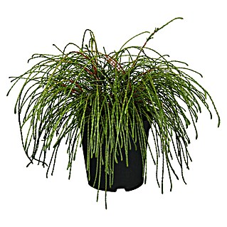 Zwerg-Lebensbaum (Thuja plicata 'Whipcord', Topfgröße: 17 cm)