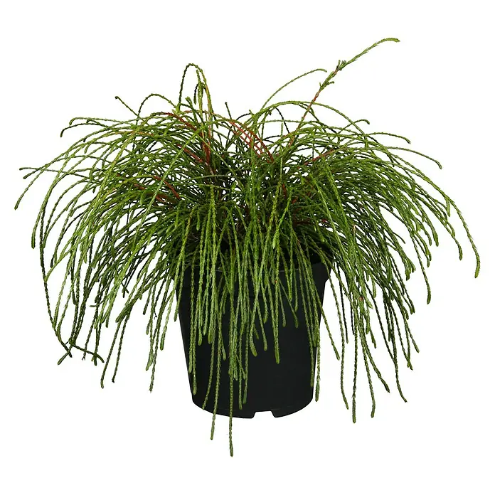 Zwerg-Lebensbaum - Thuja plicata 'Whipcord', Topfgröße: 17 cm - Zimmerpflanze: Elegante Chamaecyparis obtusa 'Filicoides' in einem schwarzen Topf, ideal für die stilvolle Inneneinrichtung.