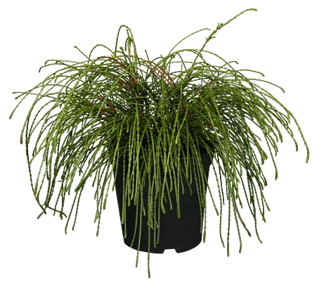 Zwerg-Lebensbaum - Thuja plicata 'Whipcord', Topfgre: 17 cm online kaufen  bei BAUHAUS