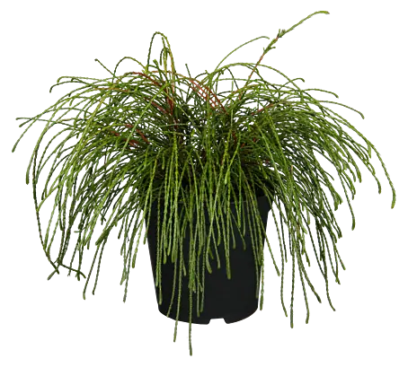 Zwerg-Lebensbaum - Thuja plicata 'Whipcord', Topfgre: 17 cm online kaufen  bei BAUHAUS