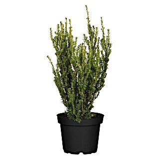 Piardino Heimische Eibe (Taxus media 'Hillii', Topfgröße: 19 cm)