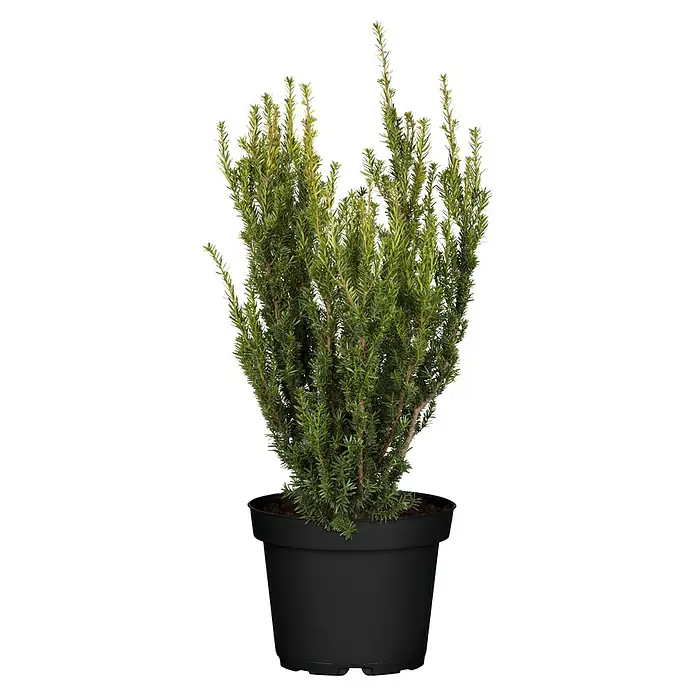 Piardino Heimische Eibe - Taxus media 'Hillii', Topfgröße: 19 cm - Grüner Zwergstrauch in einem schwarzen Topf. Ideal für den Innen- und Außenbereich, bringt natürliches Flair in jeden Raum oder Garten.