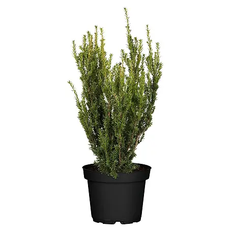 Piardino  Heimische Eibe