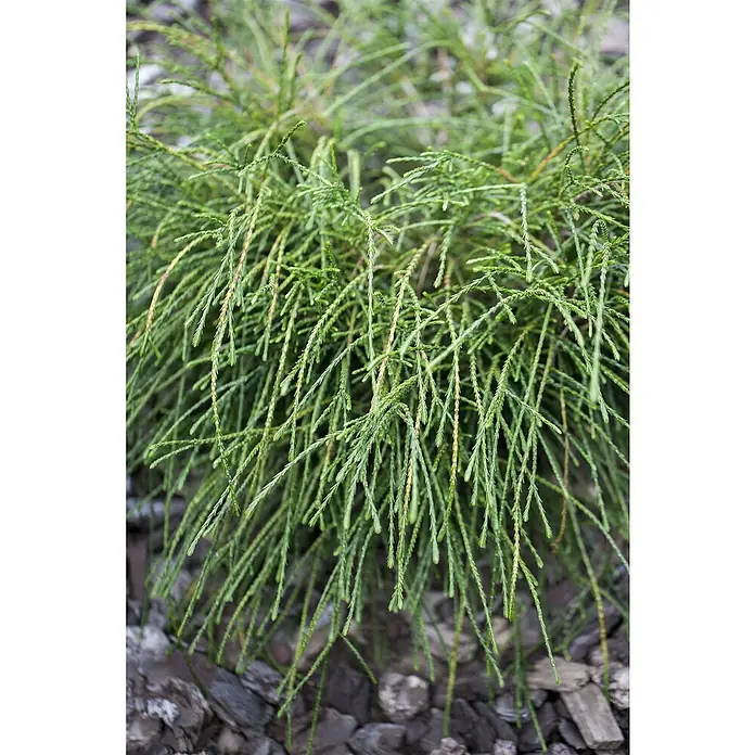 Zwerg-Lebensbaum - Thuja plicata 'Whipcord', Topfgröße: 17 cm - Nahaufnahme einer Zypressenpflanze mit weichen, nadelartigen Blättern, die anmutig über Steine fallen. Perfekt für naturnahe Gartendesigns.