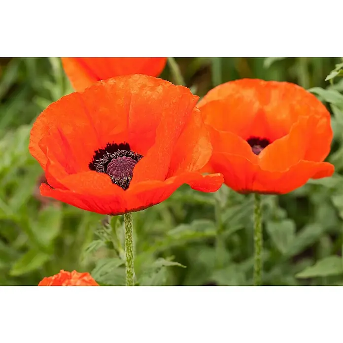 Piardino Orientalischer Mohn - Papaver orientale, Topfgröße: 13 cm - Nahaufnahme von zwei leuchtend orangefarbenen Mohnblumen mit markanten schwarzen Zentren, die auf grünen Stielen in einer natürlichen Umgebung stehen.