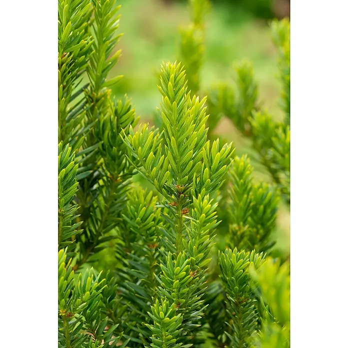 Piardino Heimische Eibe - Taxus media 'Hillii', Topfgröße: 19 cm - Nahaufnahme einer immergrünen Eibe mit lebendigem Grün, die ihre dichten Nadeln und ihr üppiges Wachstum zeigt.