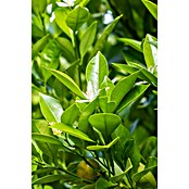 Calamondin-Orange (Citrus mitis, Topfvolumen: 35 l, Aktuelle Wuchshöhe: 140 cm - 160 cm) | BAUHAUS