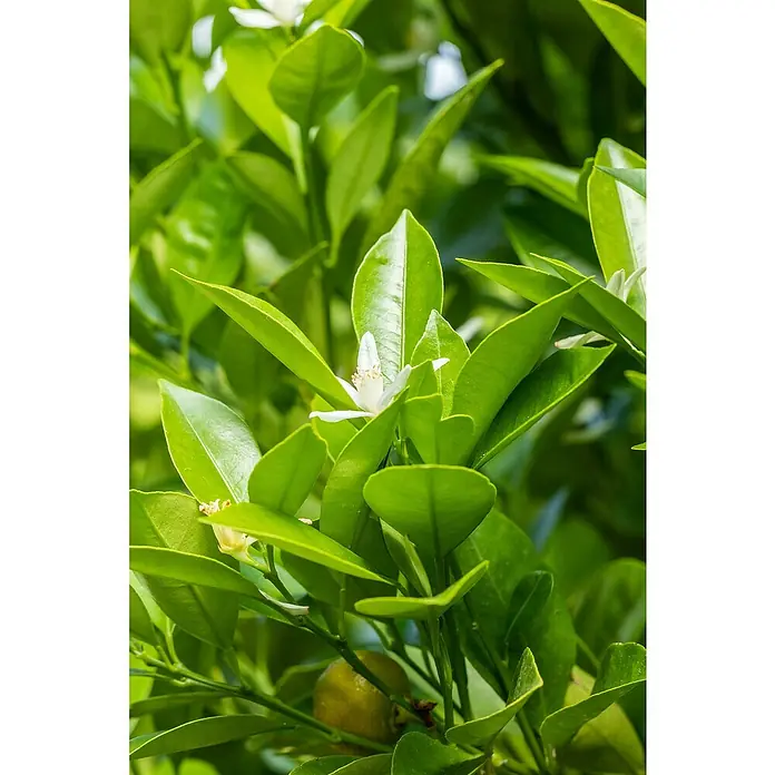 Calamondin-Orange - Citrus mitis, Topfvolumen: 35 l, Aktuelle Wuchshöhe: 140 cm - 160 cm - Nahaufnahme von grünen Blättern und weißen Blüten einer Mandarinenorange, die die Frische und natürliche Schönheit des Produkts hervorhebt.