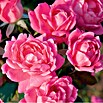 Rosa hybride 8 DavidAustin rosa