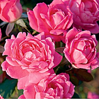 Edelrose (Botanische Bezeichnung: Rosa, Topfvolumen: 6 l, Sortenabhängig)