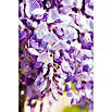 Blauregen (Wisteria, Topfgröße: 7,5 l, Sortenabhängig) | BAUHAUS
