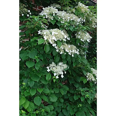 Kletterhortensie