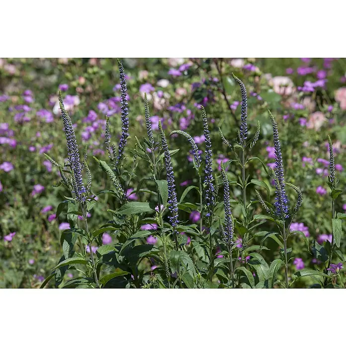Piardino Garten-Ehrenpreis knospig - Veronica spicata, Topfgröße: 19 cm - Nahaufnahme von Veronica-Blütenständen mit violetten Blüten vor einem verschwommenen Hintergrund aus Grün und rosa Blüten.