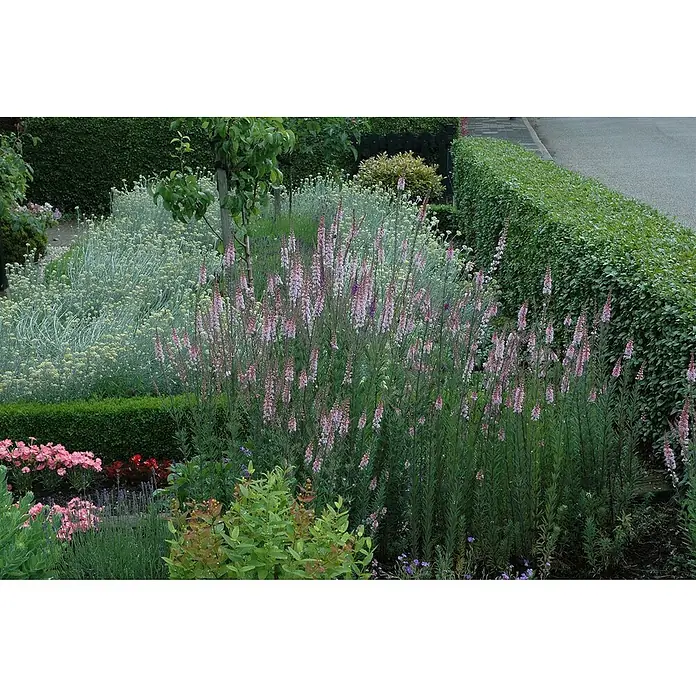 Piardino Garten-Ehrenpreis knospig - Veronica spicata, Topfgröße: 19 cm - Farbenfrohe Gartenlandschaft mit üppigen Blumenbeeten und ordentlich geschnittenen Hecken, die eine friedliche und gepflegte Atmosphäre ausstrahlen.