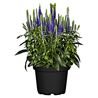 Piardino Garten-Ehrenpreis knospig (Veronica spicata, Topfgröße: 19 cm)