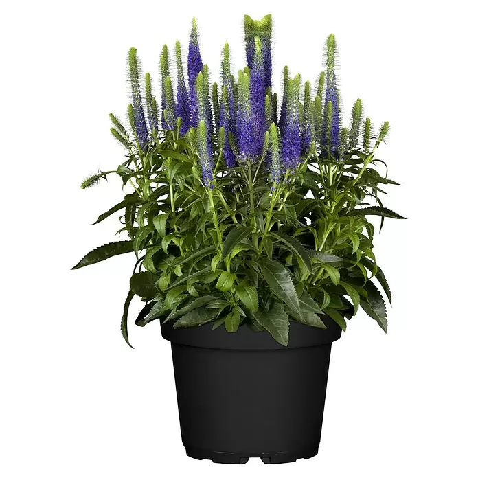 Piardino Garten-Ehrenpreis knospig - Veronica spicata, Topfgröße: 19 cm - Topfpflanze mit leuchtend violetten Blütenähren und grünem Laub in schwarzem Topf.