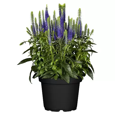 Piardino  Garten-Ehrenpreis knospig