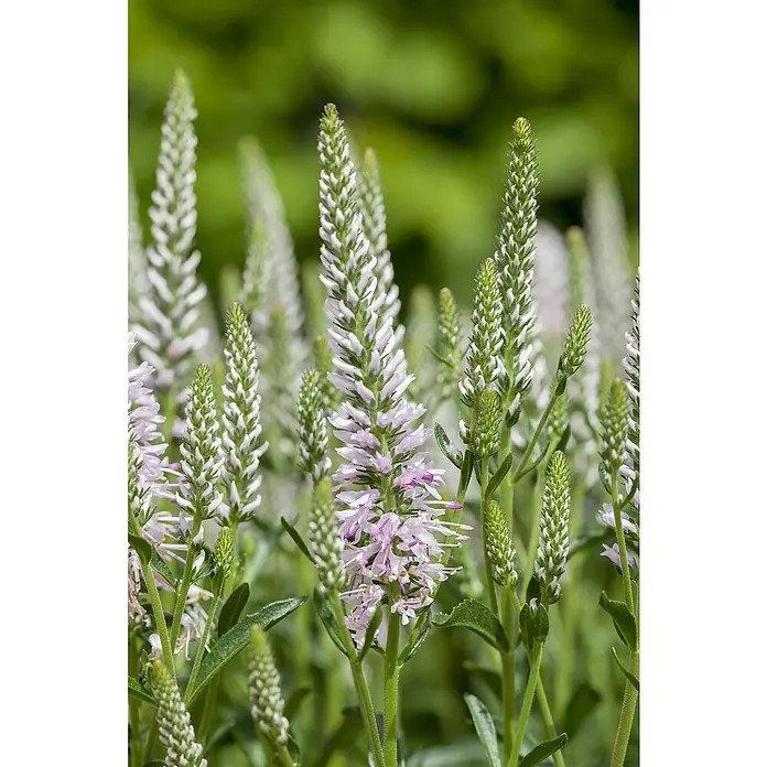 Piardino Garten-Ehrenpreis knospig - Veronica spicata, Topfgröße: 19 cm - Nahaufnahme von zarten, weißen und rosa Blütenständen des Ehrenpreises, die im Garten eine elegante und natürliche Schönheit zeigen.