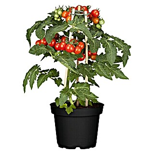 Piardino Tomate (Solanum lycopersicum, 15 cm, Erntezeit: Juli)