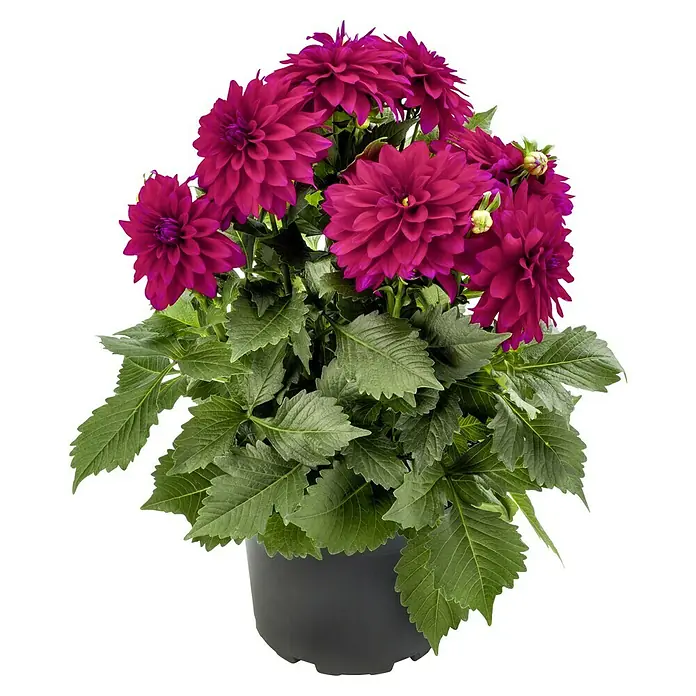Piardino Dahlie - Dahlia, Topfgröße: 13 cm - Nahaufnahme einer Topf-Dahlie mit üppigen, weinroten Blüten und grünen Blättern vor einem neutralen Hintergrund.