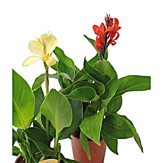 Indisches Blumenrohr (Canna indica, Blütenfarbe: Sortenabhängig, 7,5 l)