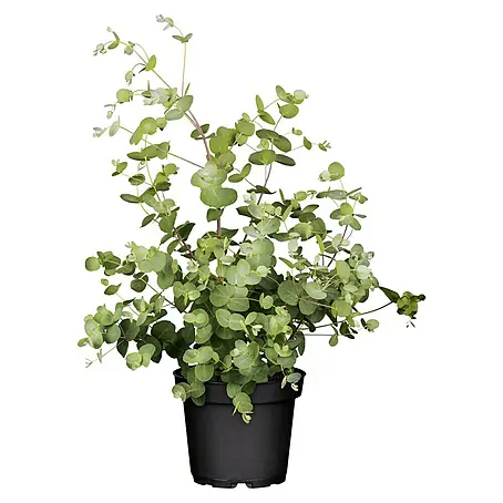 Eukalyptus