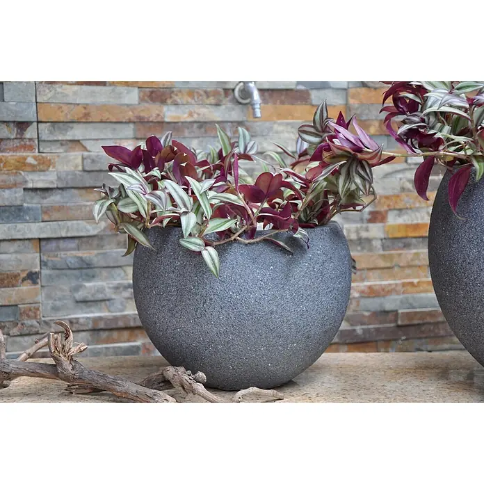 Maceta para planta Trelleborg - Antracita, Dimensiones externas (Ø x Al): 41,5 x 30,5 cm, Material compuesto - Este artículo muestra una maceta gris con una planta Tradescantia Zebrina, frente a una pared de piedra con rama.