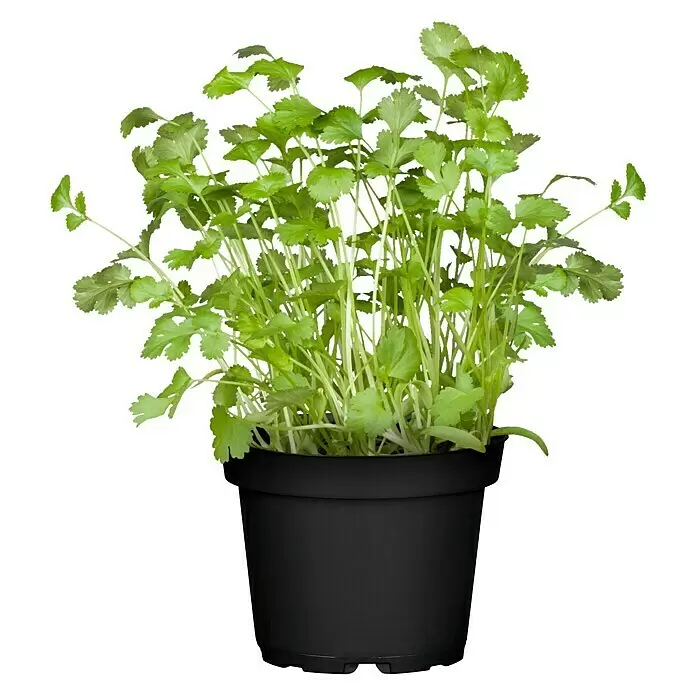 Piardino Koriander BioCoriandrum sativum